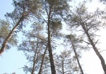 Штрафы за незаконную вырубку леса могут вырасти в пять раз