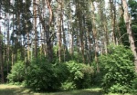 Из-за жары МЧС запретило украинцам посещать леса