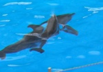 Дельфиненок, родившийся в Харьковском дельфинарии, получил имя
