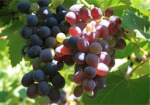 Эксперты прогнозируют не больше 10-15% потерь урожая винограда