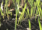 Аграриям будут компенсировать до 50% за страхование посевов озимой пшеницы