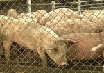 Минагрополитики: В Украине стали производить больше свинины