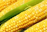 Украина может выбиться в мировые лидеры по экспорту кукурузы