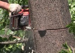 В Харьковской области незаконно снесли около полусотни деревьев