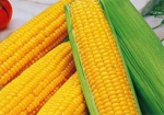 Из-за скандала с ГМО-кукурузой Минагрополитики проверит все семена