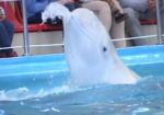 Пломбир весом в тонну. В харьковском дельфинарии появился белый кит