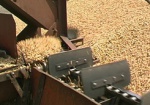 С 15 ноября экспортировать пшеницу из Украины перестанут