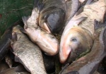 Рыбное хозяйство Харьковщины из-за браконьеров потеряло почти 2 млн.гривен