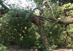Буря в Харькове снесла 11 деревьев