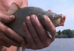 Харьковским рыбакам разрешили вылавливать не больше 3 кг рыбы в день