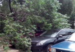 В Харькове сильный ветер повалил 25 деревьев