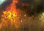 В Волчанском районе сгорели 10 гектаров пшеницы