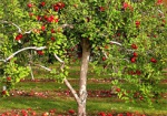 В Сковородиновке проведут «яблочный пленэр»