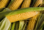 Мужчинам за кражу 2 тонн кукурузы грозит до трех лет тюрьмы