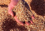 В Минагрополитики прогнозируют урожай зерна больше, чем в 2013 году