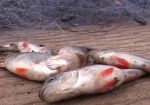 Незаконные орудия лова и ущерб рыбхозяйству. С начала года на Харьковщине поймали около 600 браконьеров