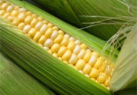 Украина просит у Китая квоты на поставку кукурузы