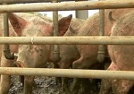 В Кабмине намерены давать в лизинг ангары и поголовья свиней