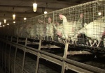 В Украину стали завозить меньше мяса птицы