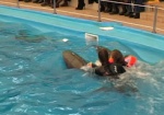 Для дельфинотерапии построят отдельный бассейн