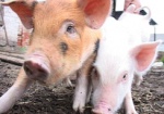 На Харьковщине обещают существенно увеличить поголовье свиней