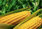 Украинскую кукурузу будут продавать в Китай