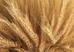 В Украине собирают зерно на символический хлеб