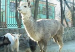 В городском зоопарке - новый питомец. Харьковчане смогут «пообщаться» с альпакой по имени Атос