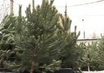 Новогодние елки в Харькове начнут продавать ориентировочно с 15 декабря
