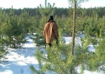 К Новому году харьковские лесники вырастили 100 тысяч елей