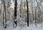 В Харьковской области в ближайшие дни будет морозно