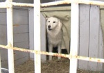 В Харьковском приюте для животных утеплили вольеры
