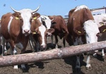 С начала года в Украине построили 68 животноводческих комплексов по производству молока