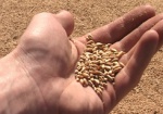 Минагрополитики: Украина в 2013 году может собрать около 50 миллионов тонн зерна
