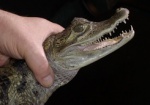 Крокодил, но не Гена. В Харьковском зоопарке появился новый обитатель