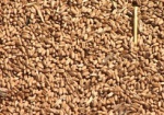 Госстат: В прошлом году урожай зерна в Украине уменьшился на 18,6%