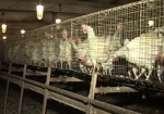 Украинская курятина может не попасть на рынки Евросоюза