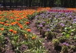 В этом году в Харькове хотят вырастить миллион цветов