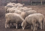 Фермерам будут доплачивать за овец и коз