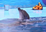 Харьковские школьники будут ходить в дельфинарий за полцены