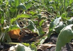 Государство поможет аграриям страховать кукурузу, сою и сахарную свеклу