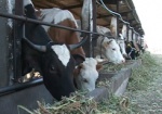 В Украине собираются внедрить обязательную идентификацию скота