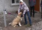 В Харькове появились психологи для собак, кошек и лошадей