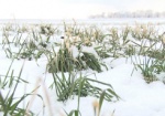 Аномально теплая осень и ледяная зима. Ученые изучают состояние озимых в Харьковской области