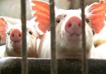 Фермеров будут штрафовать за неучтенных свиней