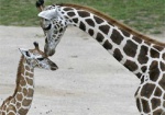 Харьковскому зоопарку дали почти 20 миллионов гривен на развитие