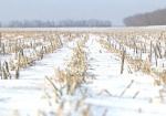 В Украине придется пересеять около 400 тысяч гектаров озимых