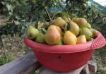 Садоводы: Теплый февраль не повлияет на урожай фруктов