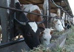Селекционеры Харьковщины намереваются разводить коров для всей Украины
