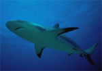Экологи забили тревогу: в Черном море вымирают акулы
